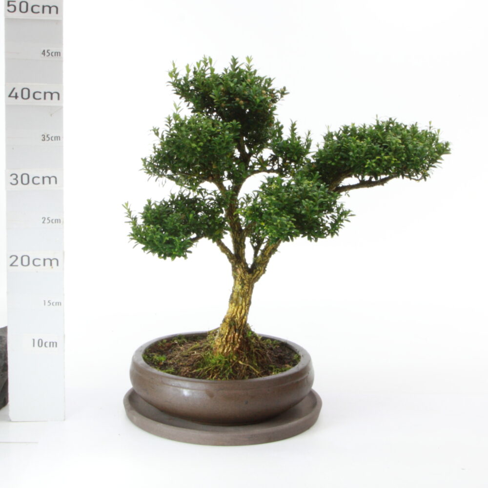 Buxus M7.7 pot Wanta+S