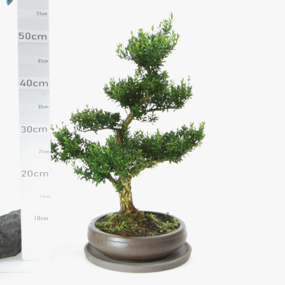 Buxus M8 pot Wanta+S