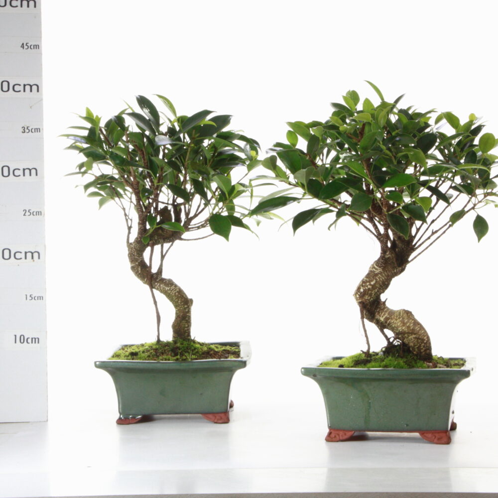 Ficus retusa M3.7 pt Yixing