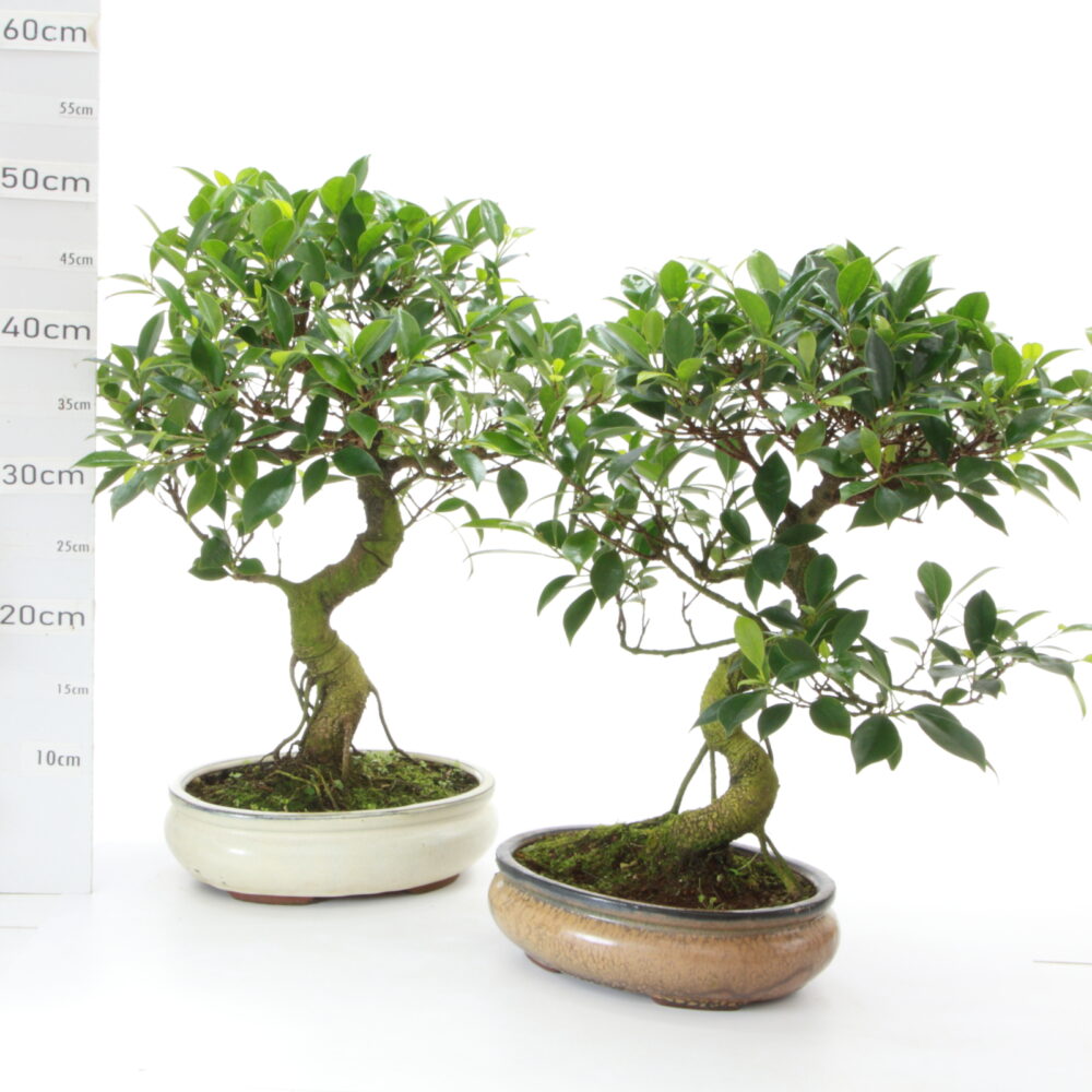 Ficus retusa et. M6 pot Yixing