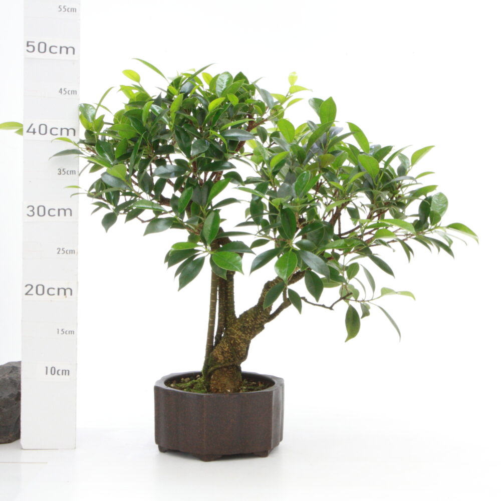 Ficus retusa M6.5 pt Yixing