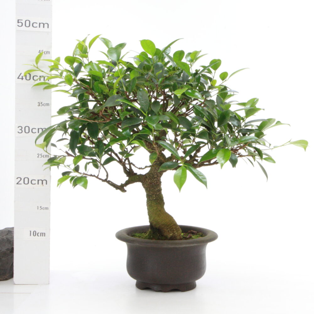 Ficus retusa M7 pt Yixing