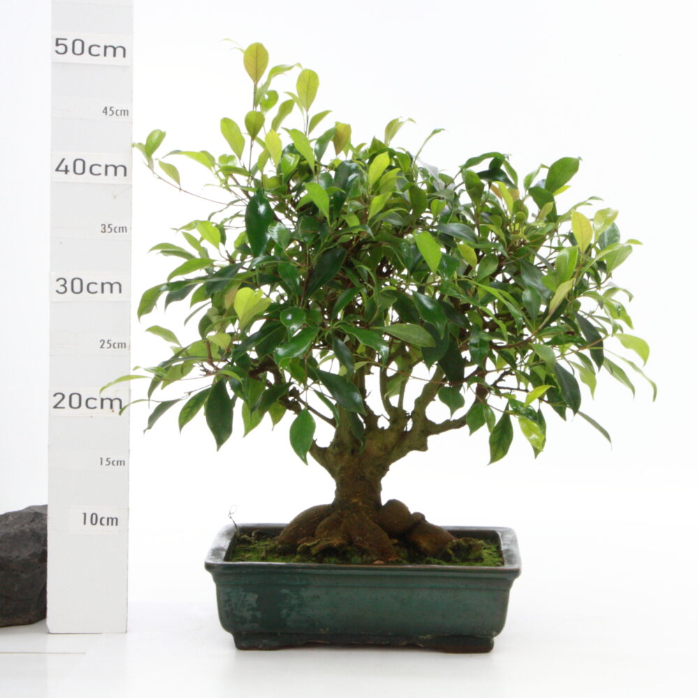 Ficus retusa Taïwanais + de 20 ans cult Oki M6.5 pt Wanta