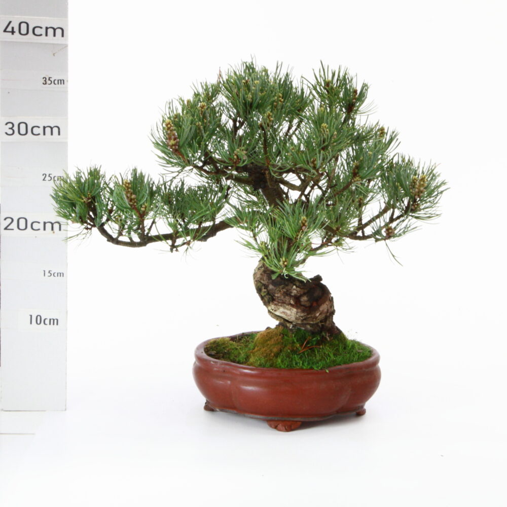 Pinus pentaphylla ~35 ans M12.5