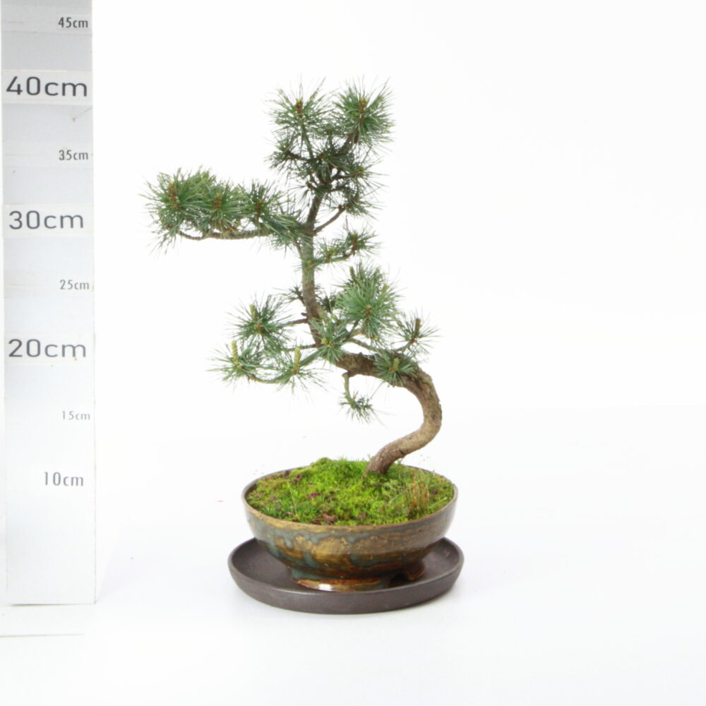 Pinus pentaphylla M7.5 pot Romuald France