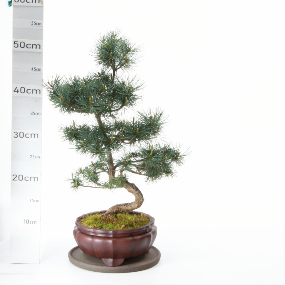 Pinus pentaphylla M8 pot Yixing