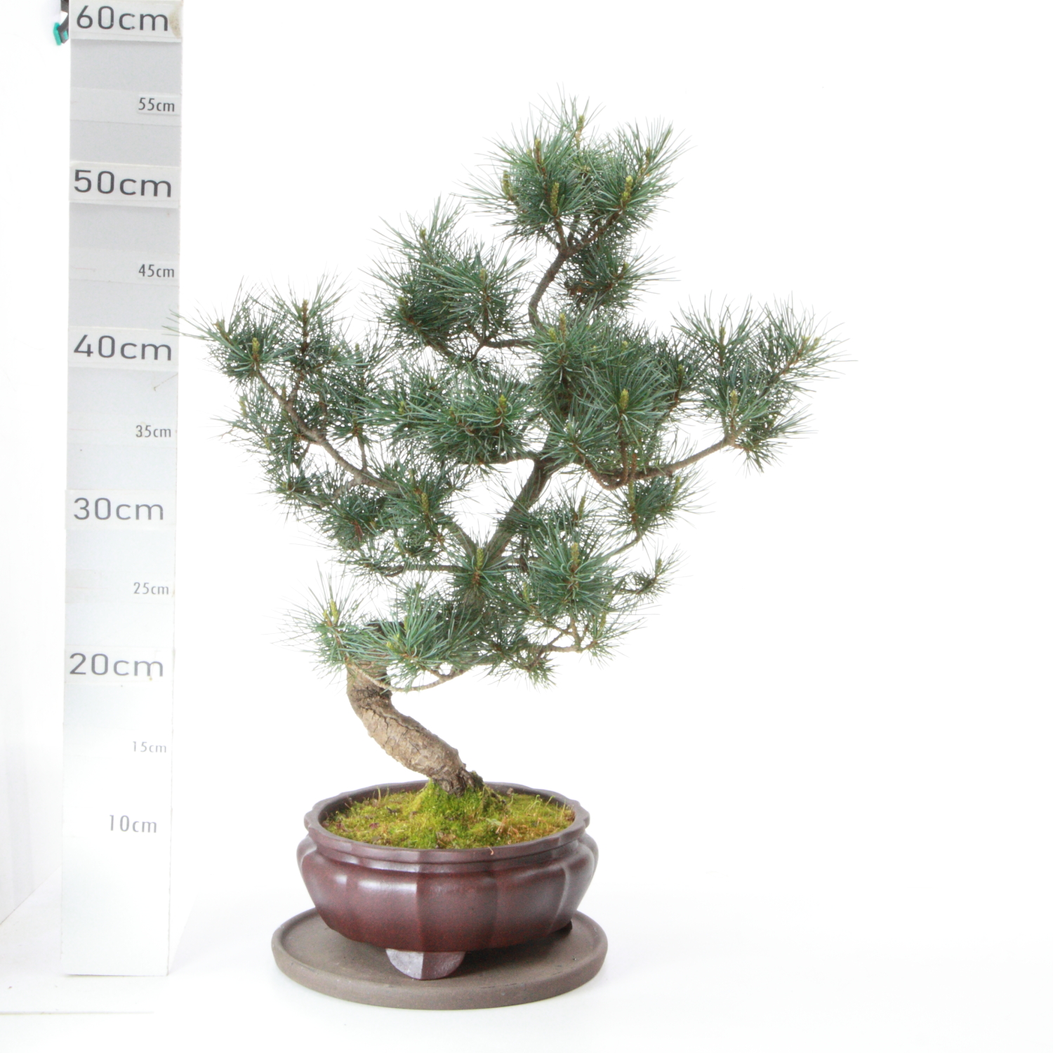 Pinus pentaphylla MRB8.5 pot Yixing