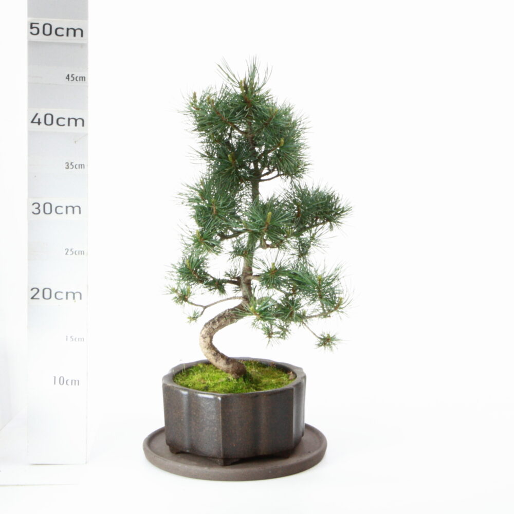 Pinus pentaphylla M8 pot Yixing