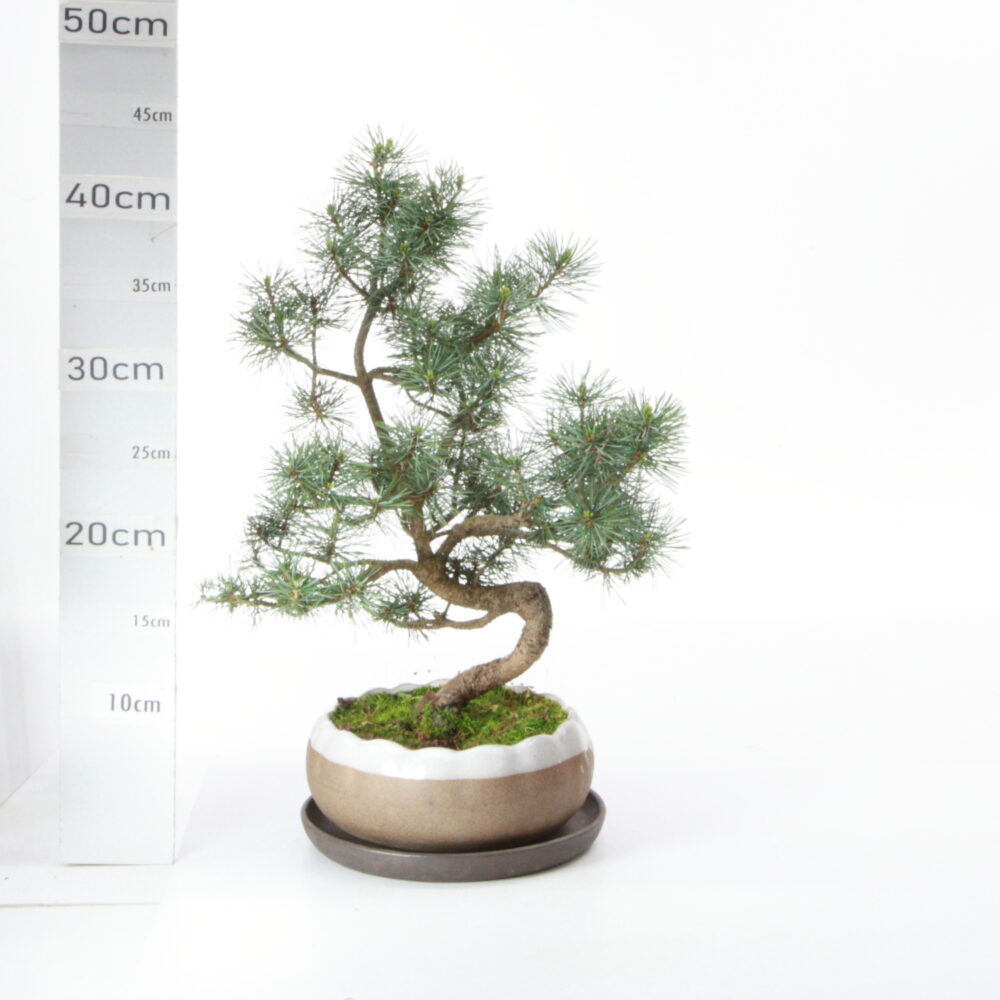 Pinus pentaphylla M8 pot Hana