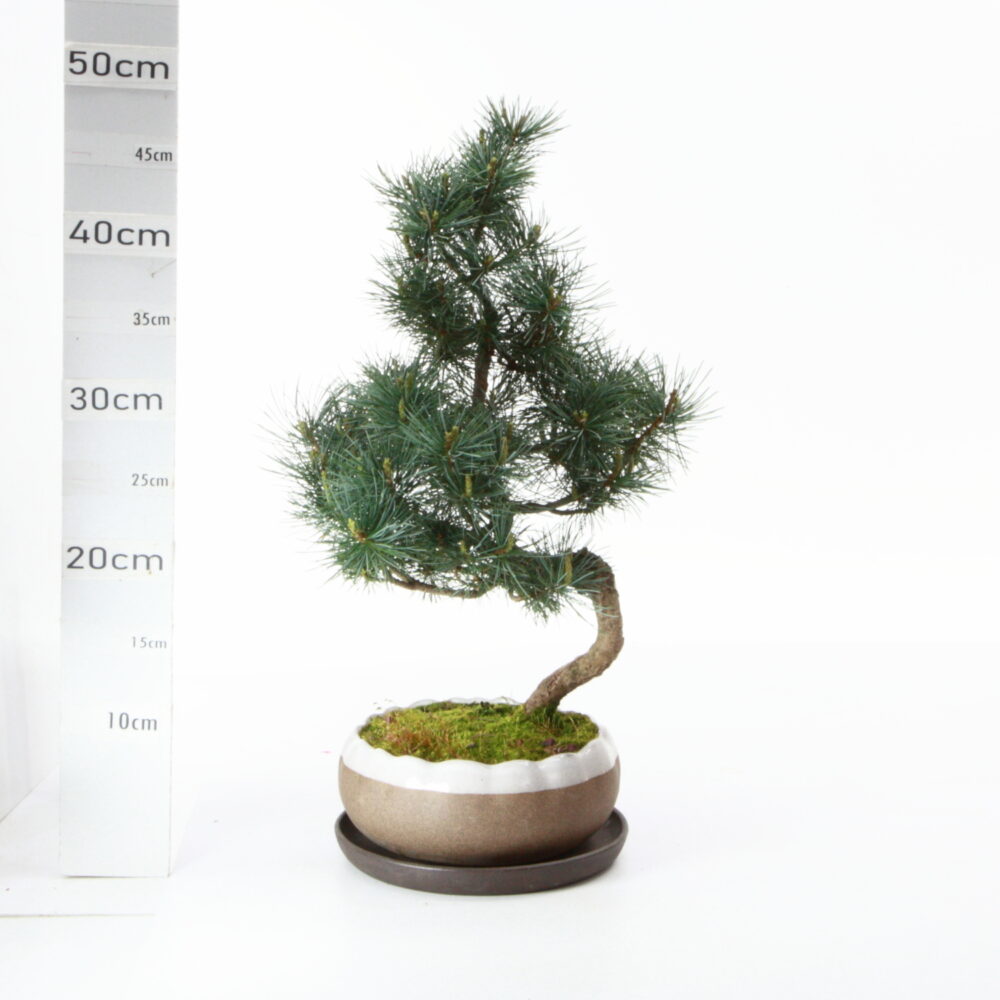 Pinus pentaphylla M8 pot Hana