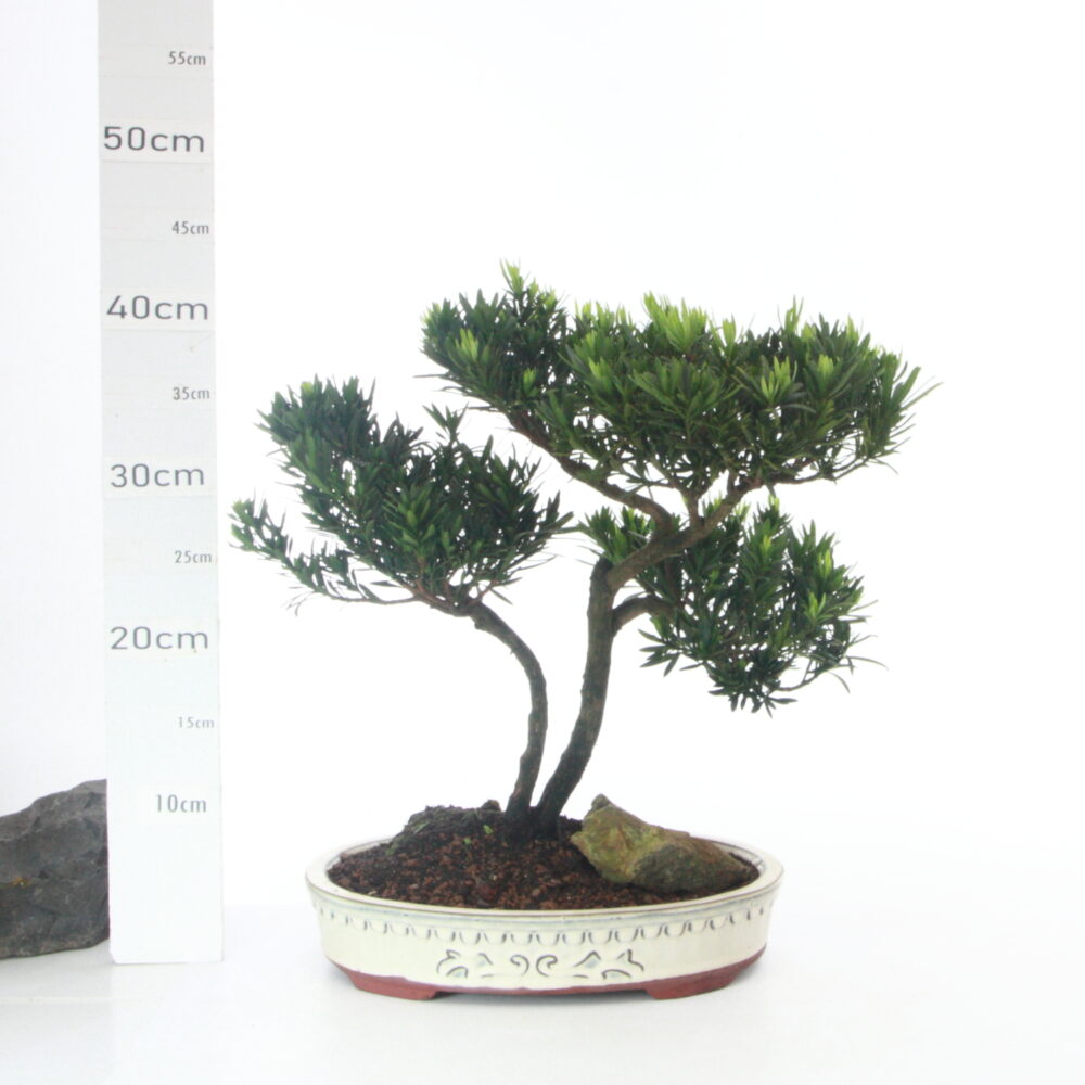 Podocarpus M5.5+S pt Yixing
