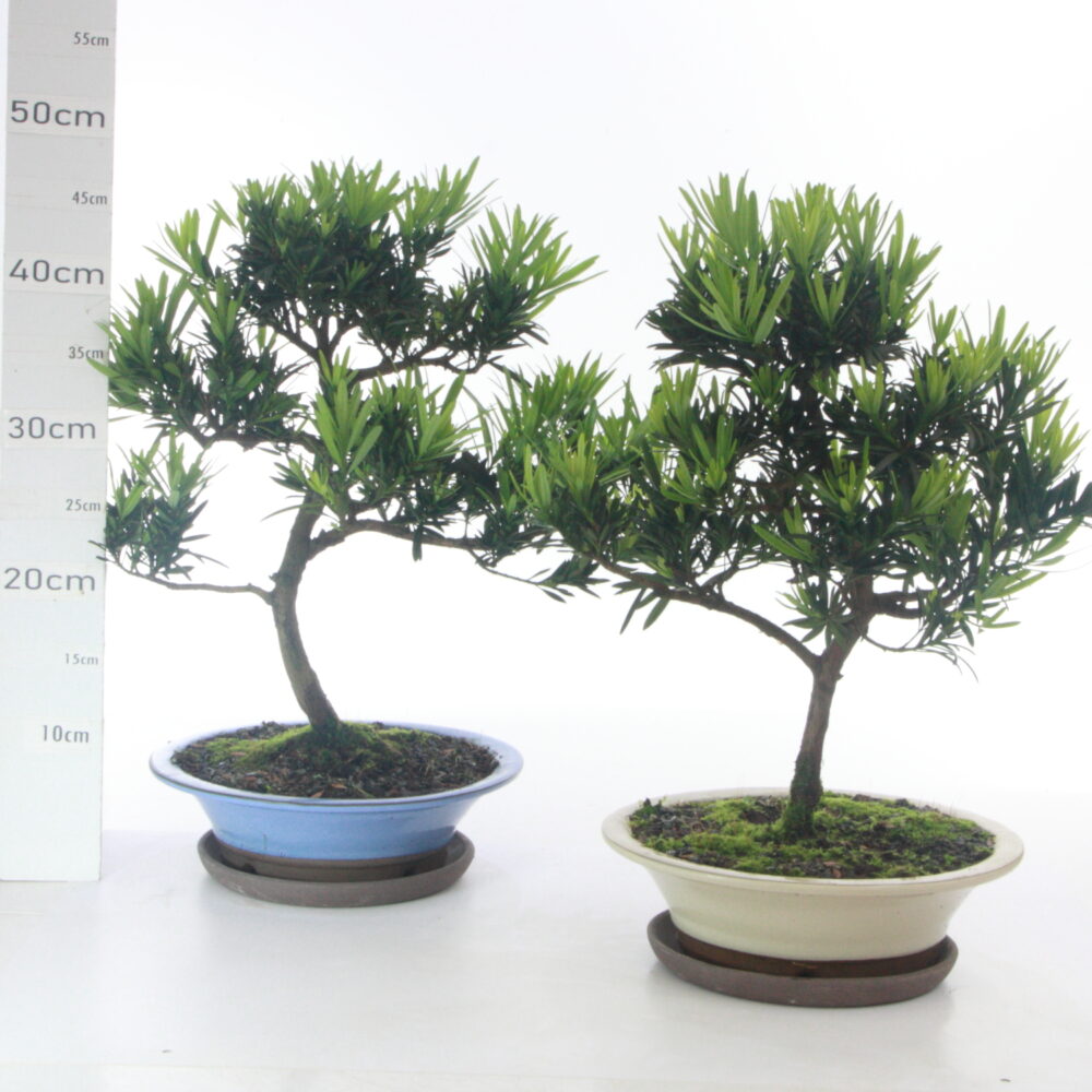 Podocarpus M5+S pt japonais