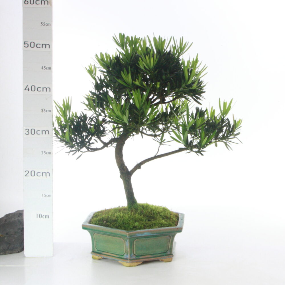 Podocarpus M7.2 Pin des Bouddhistes pt Wanta
