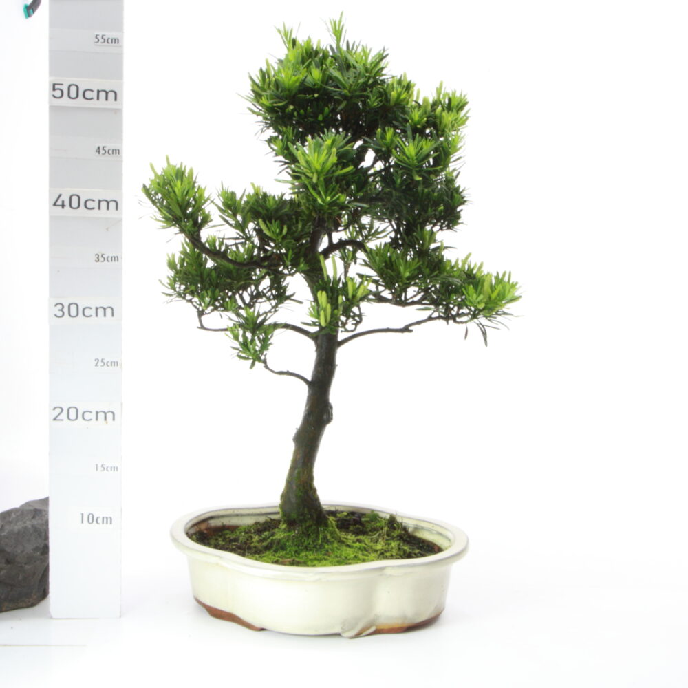 Podocarpus Male M7.5 Pin des Bouddhistes
