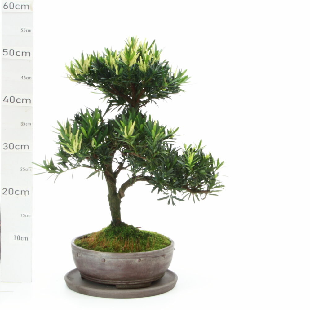 Podocarpus Male M7.5 Pin des Bouddhistes pt Yixing