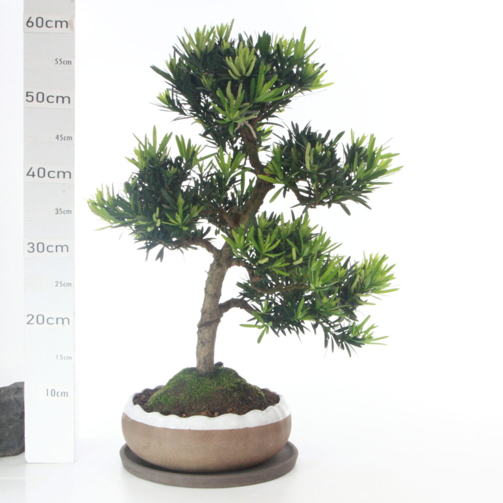 Podocarpus Male M7.5+S Pin des Bouddhistes pt hanaØ23cm