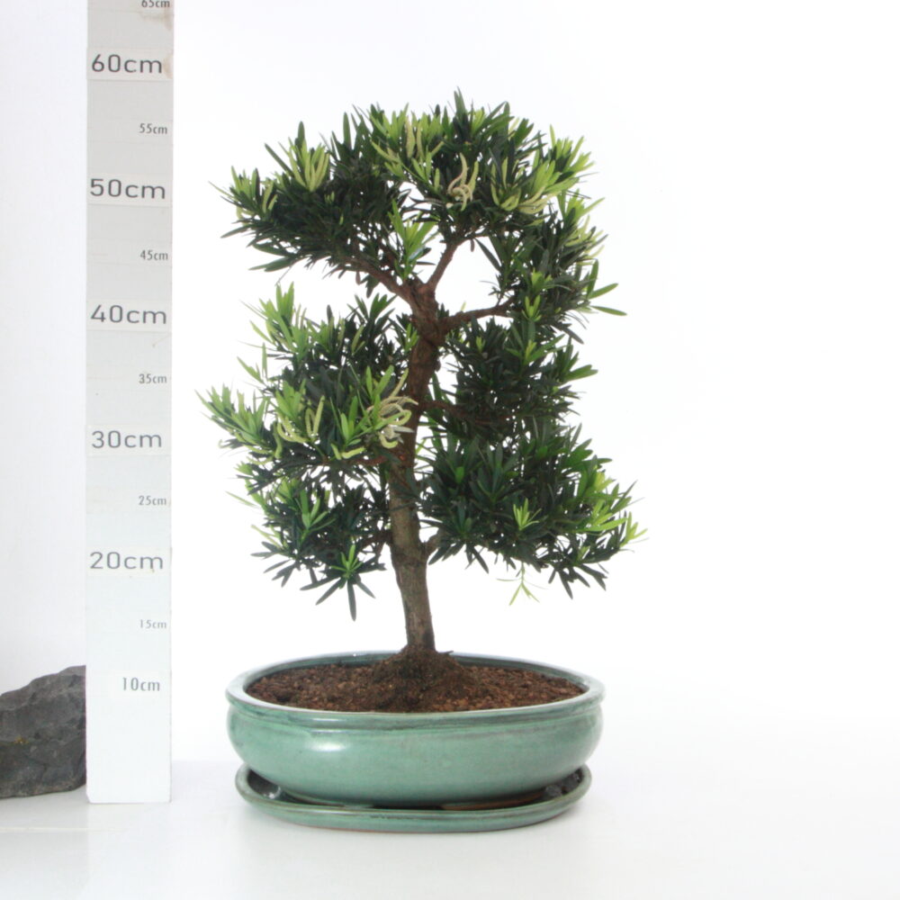 Podocarpus Male M7.7+S Pin des Bouddhistes