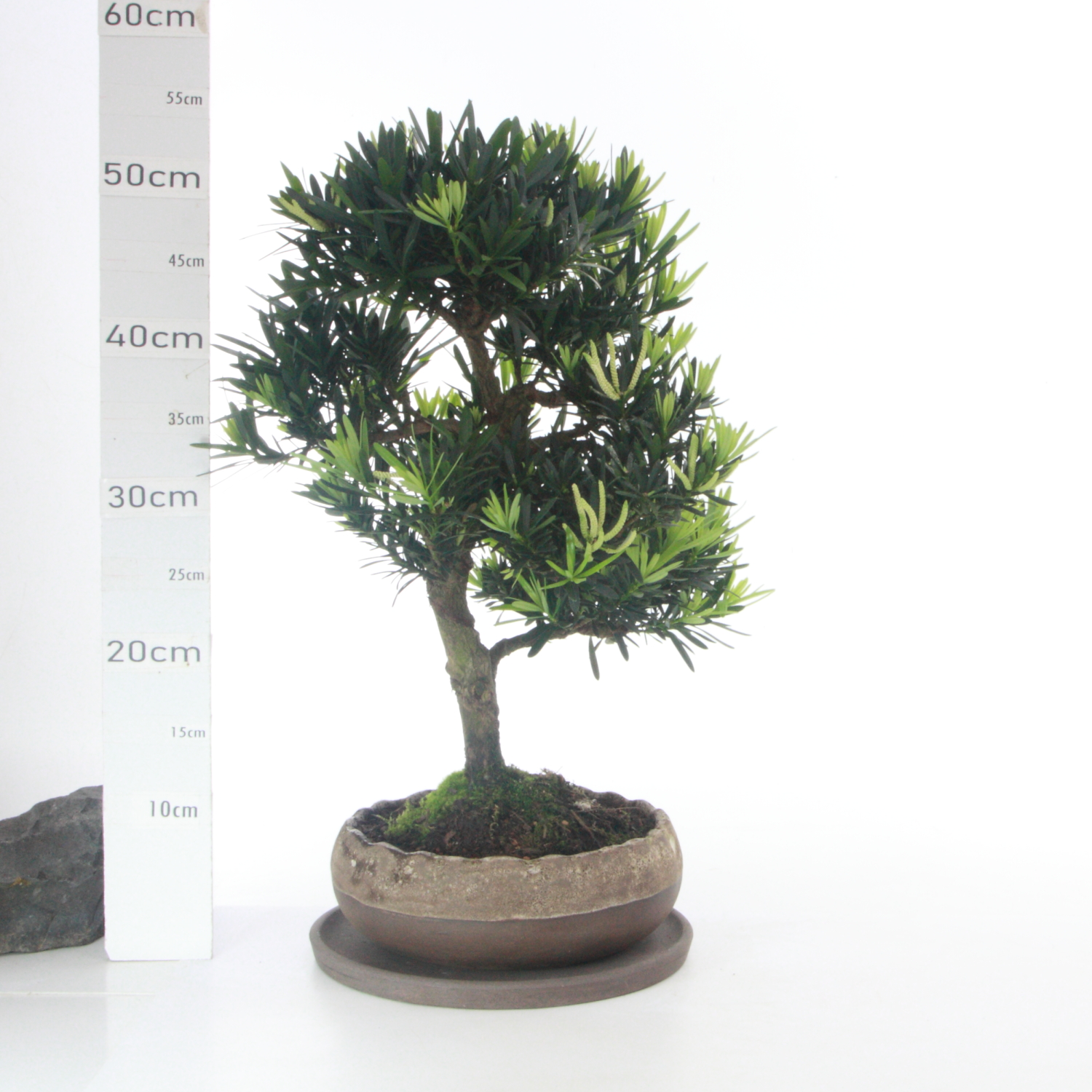 Podocarpus Male M7.7 pt HanaØ 23cm Pin des Bouddhistes