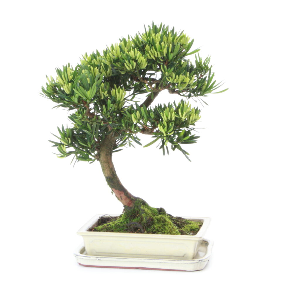 Podocarpus Male M7+S Pin des Bouddhistes