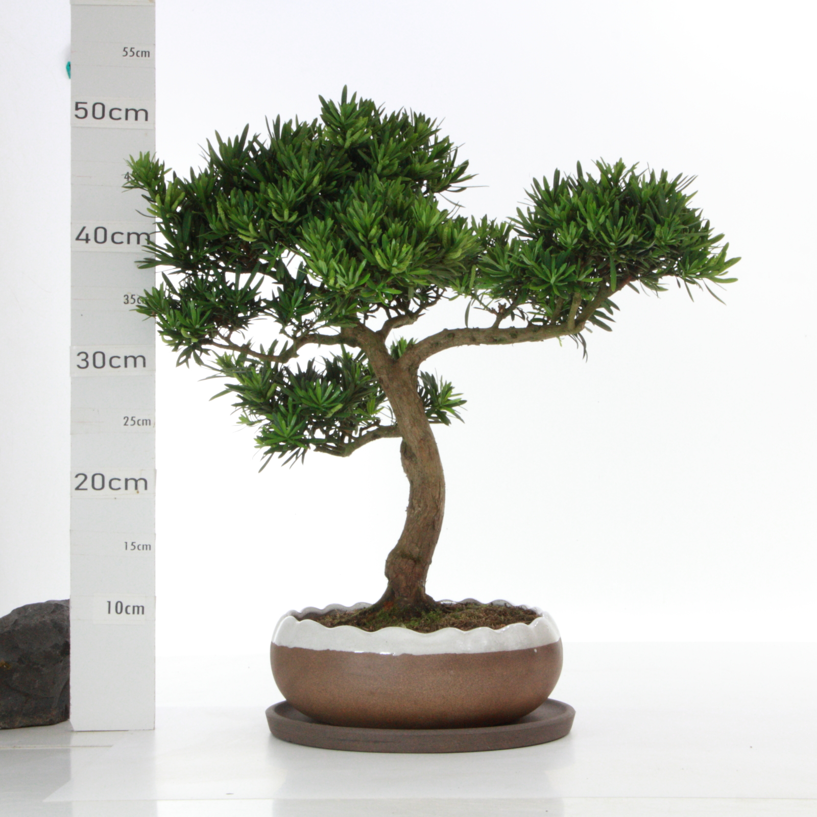 Podocarpus Male M8.5+S Pin des Bouddhistes pt Hana Ø 23cm