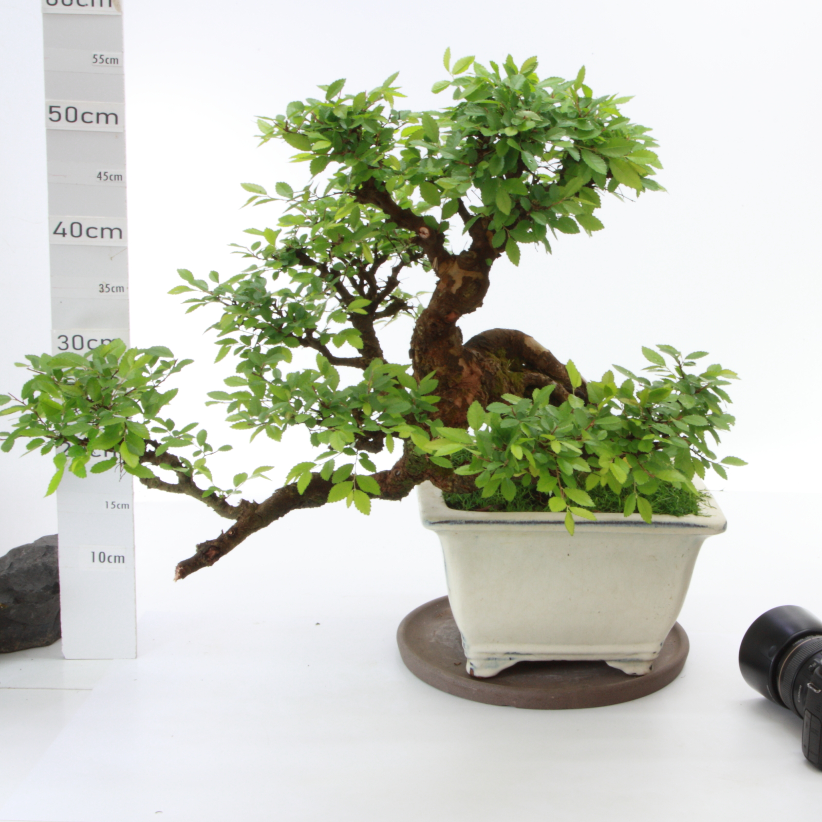 Zelkova sinensis M14 pot Chinois+S