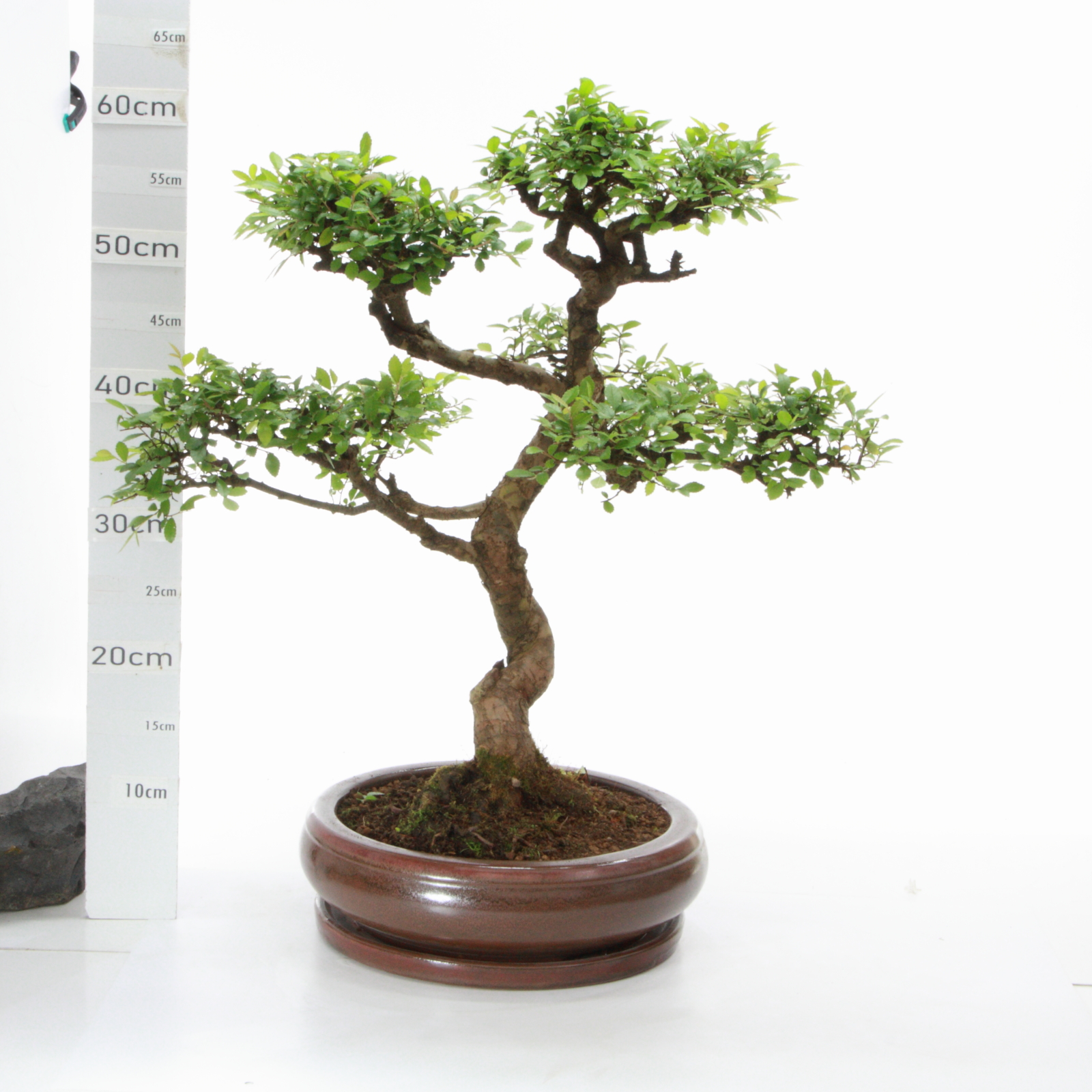 Zelkova sinensis M7.7 pot Wanta arbre Chinois