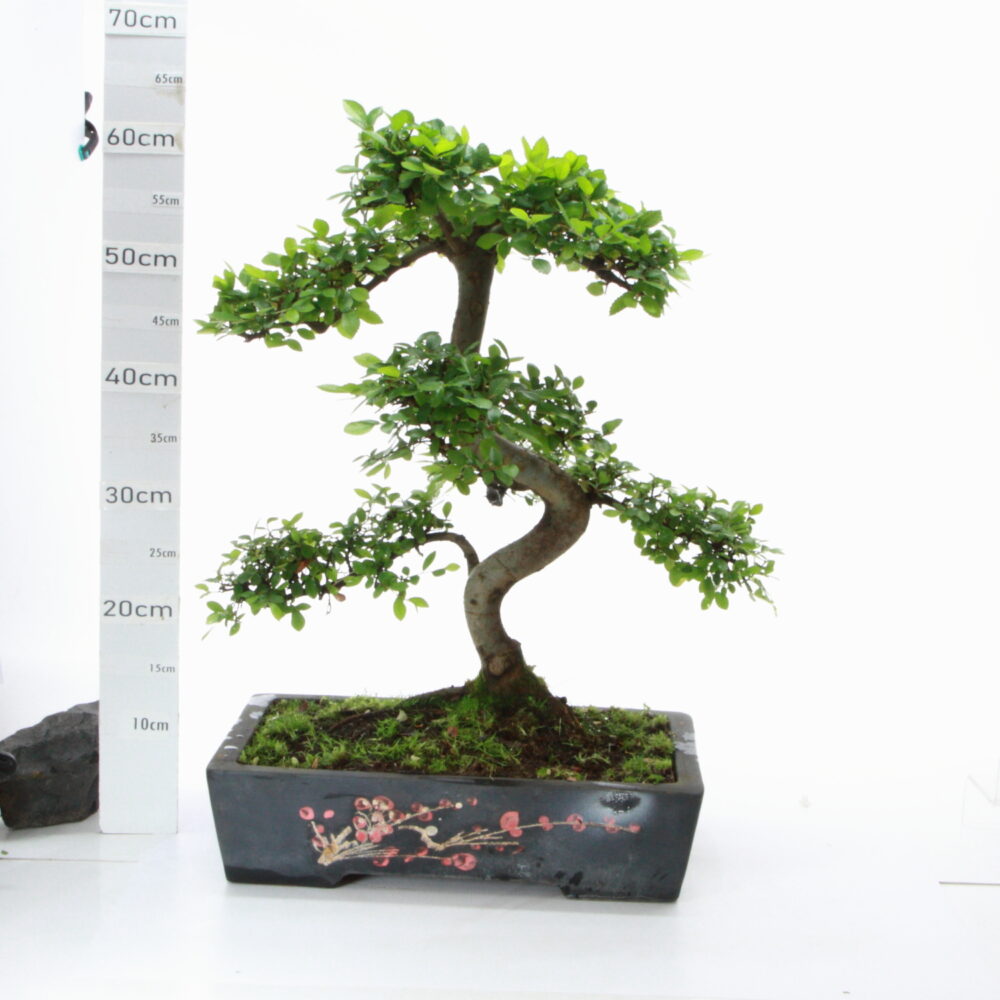 Zelkova sinensis M8 pot chinois arbre Chinois