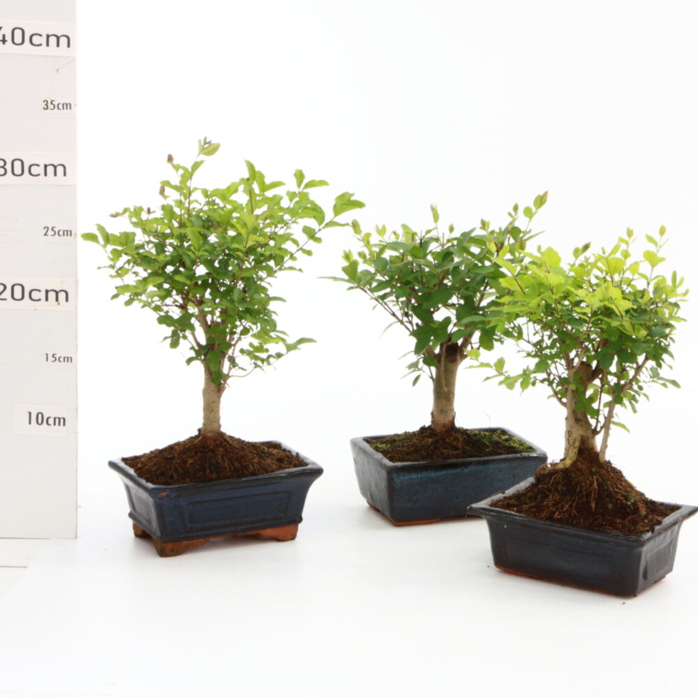ligustrum M0.7 NR pot de 15cm