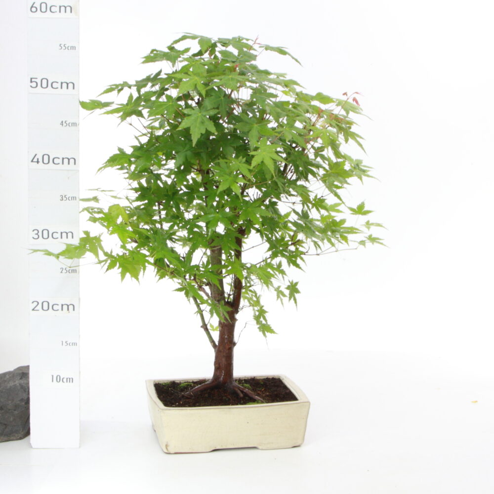 Acer palmatum  M4.5 pot yixing