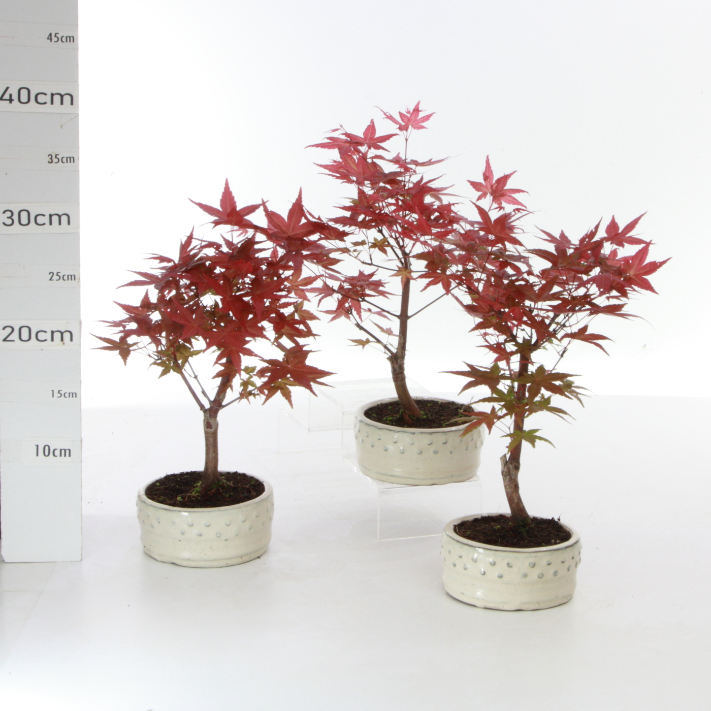 Acer palmatum deshojo pot 12cm