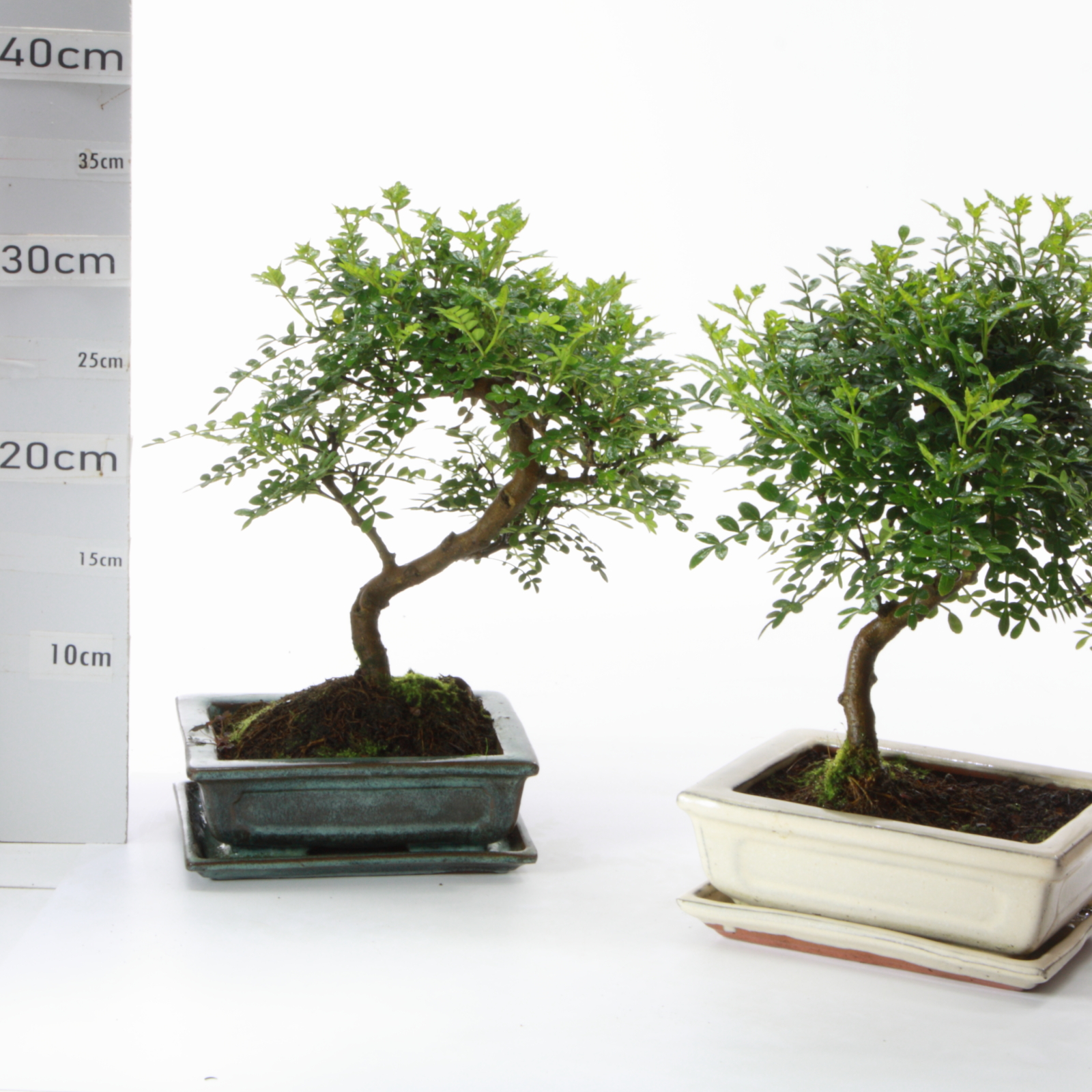 Poivrier étage M4.2 pots variés+S