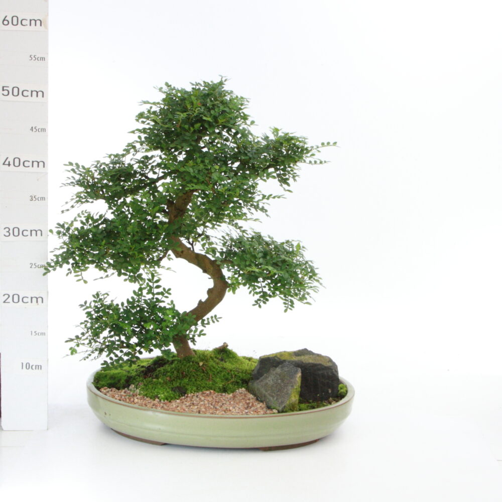 Poivrier ét m8.5 pot Japonais