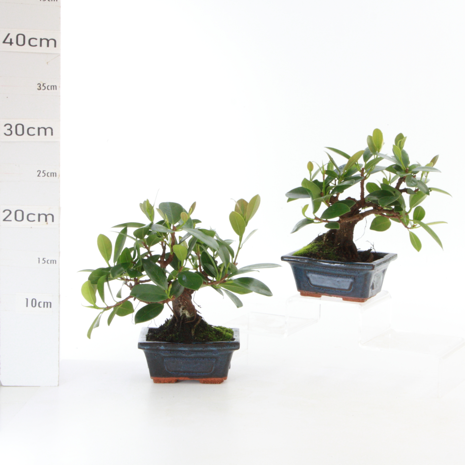 Ficus panda M1.2 pot d'origine