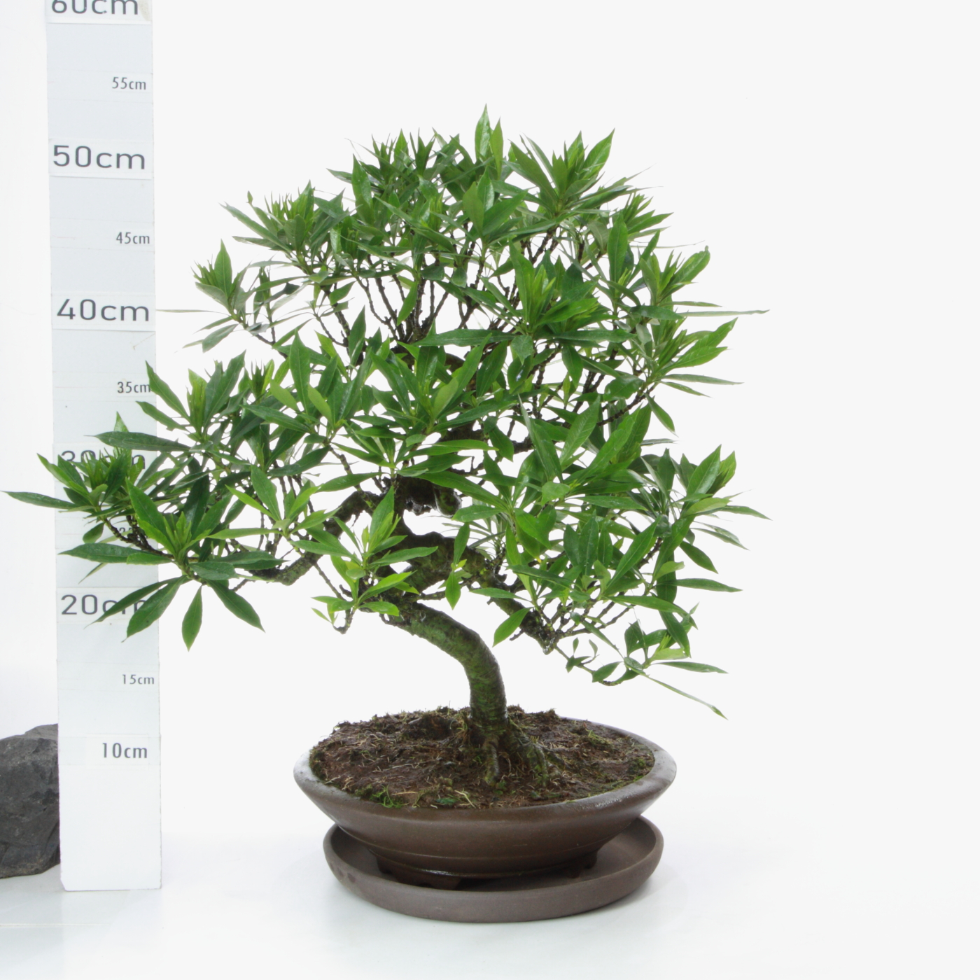 Gardénia jasminoïdes M11 soldé 10 + 5 ans d'Oki