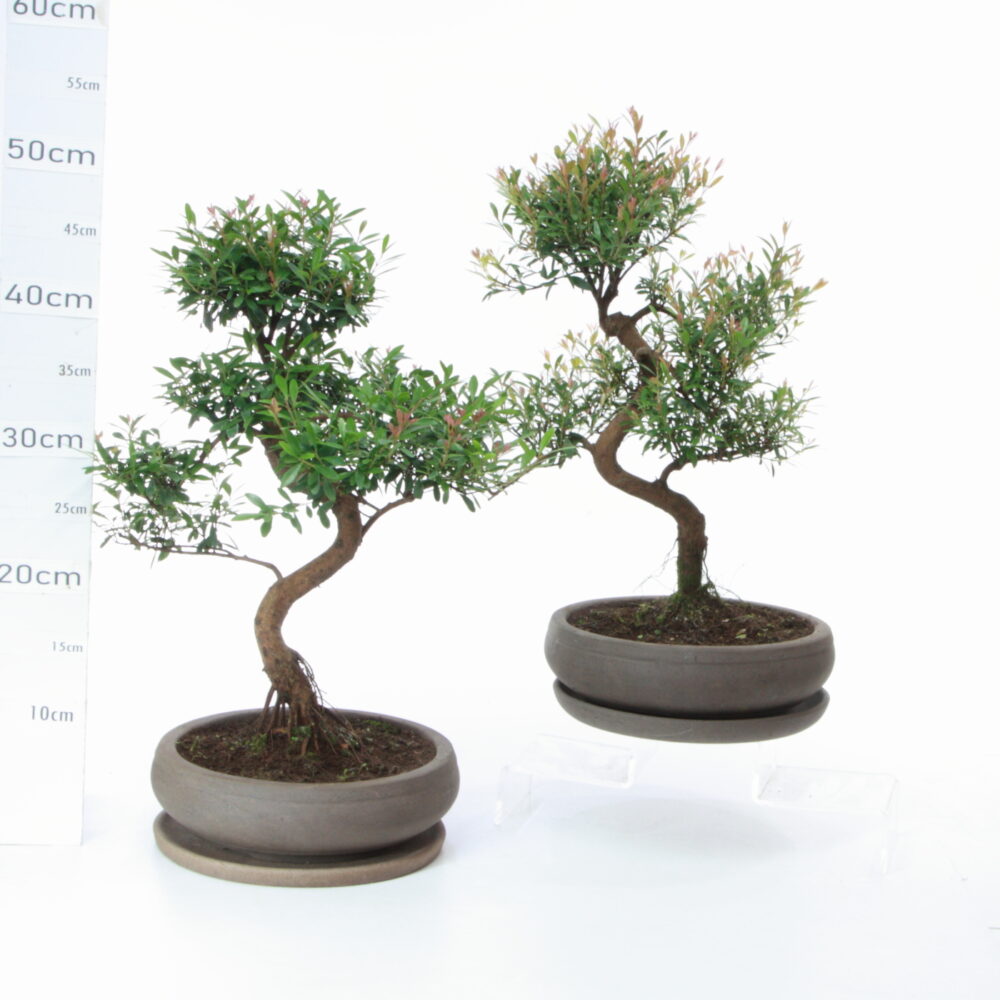 Syzygium (Myrte à fruits) M5.5+S pt Wanta Ø23cm