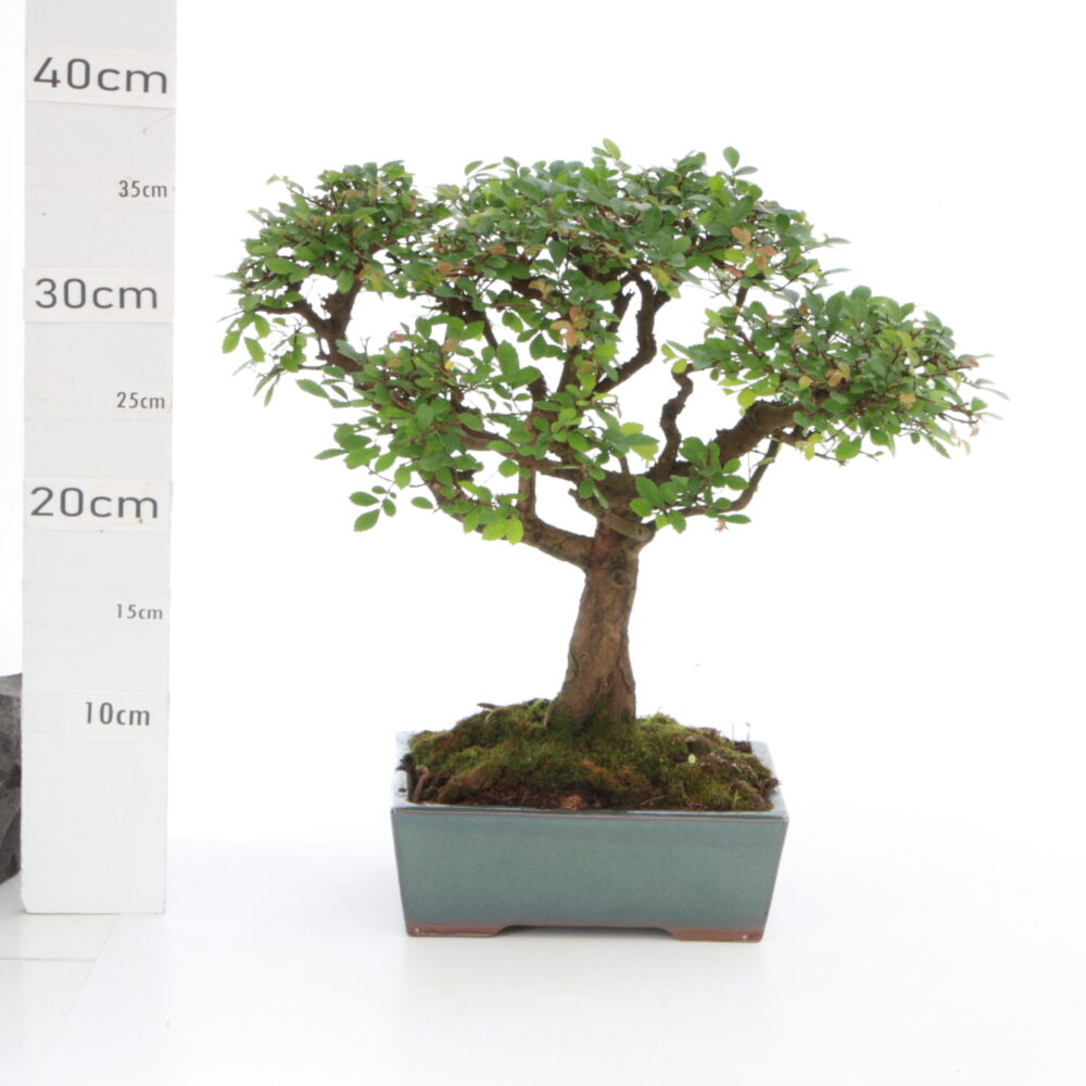 Zelkova chinensis M5.5