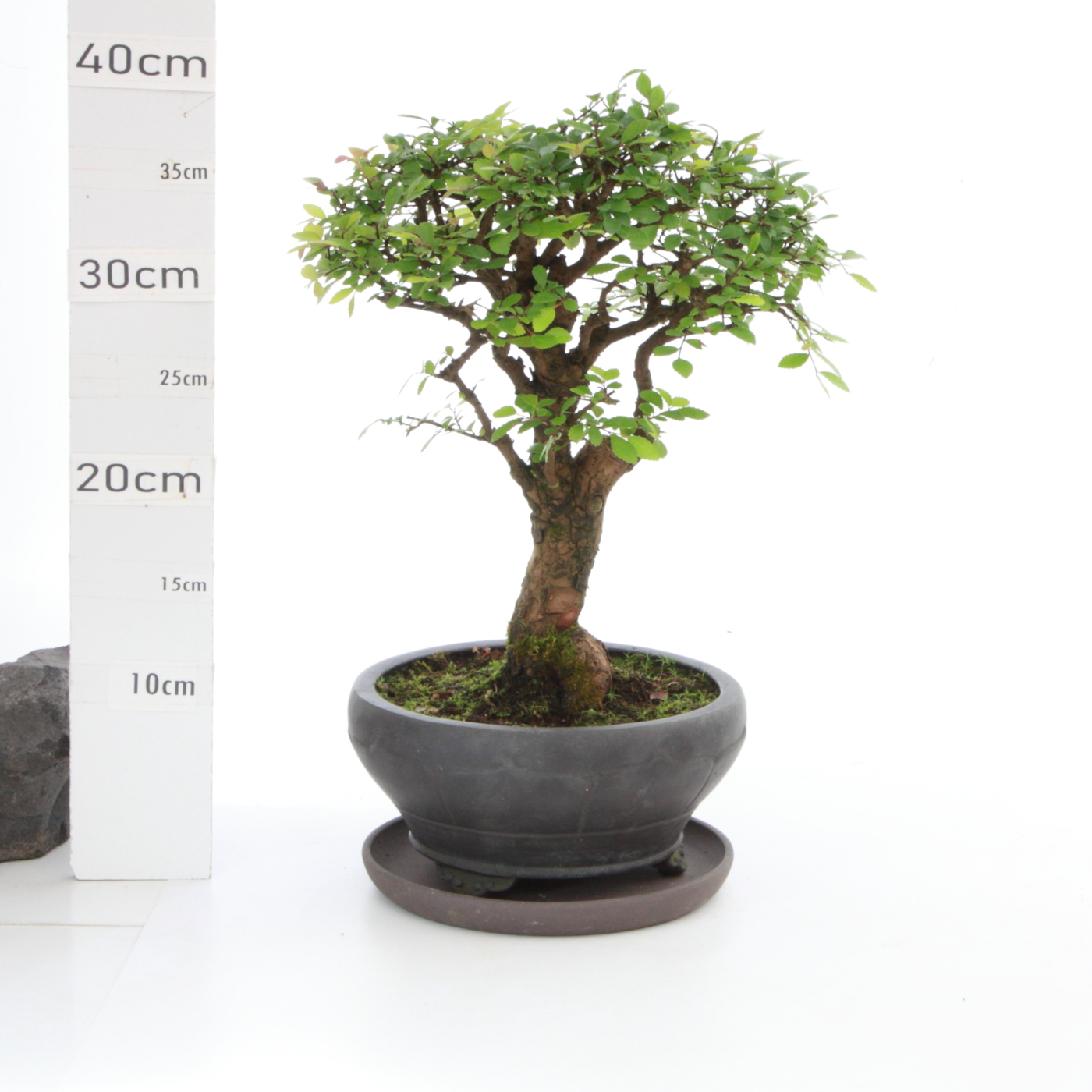 Zelkova chinensis M5+S