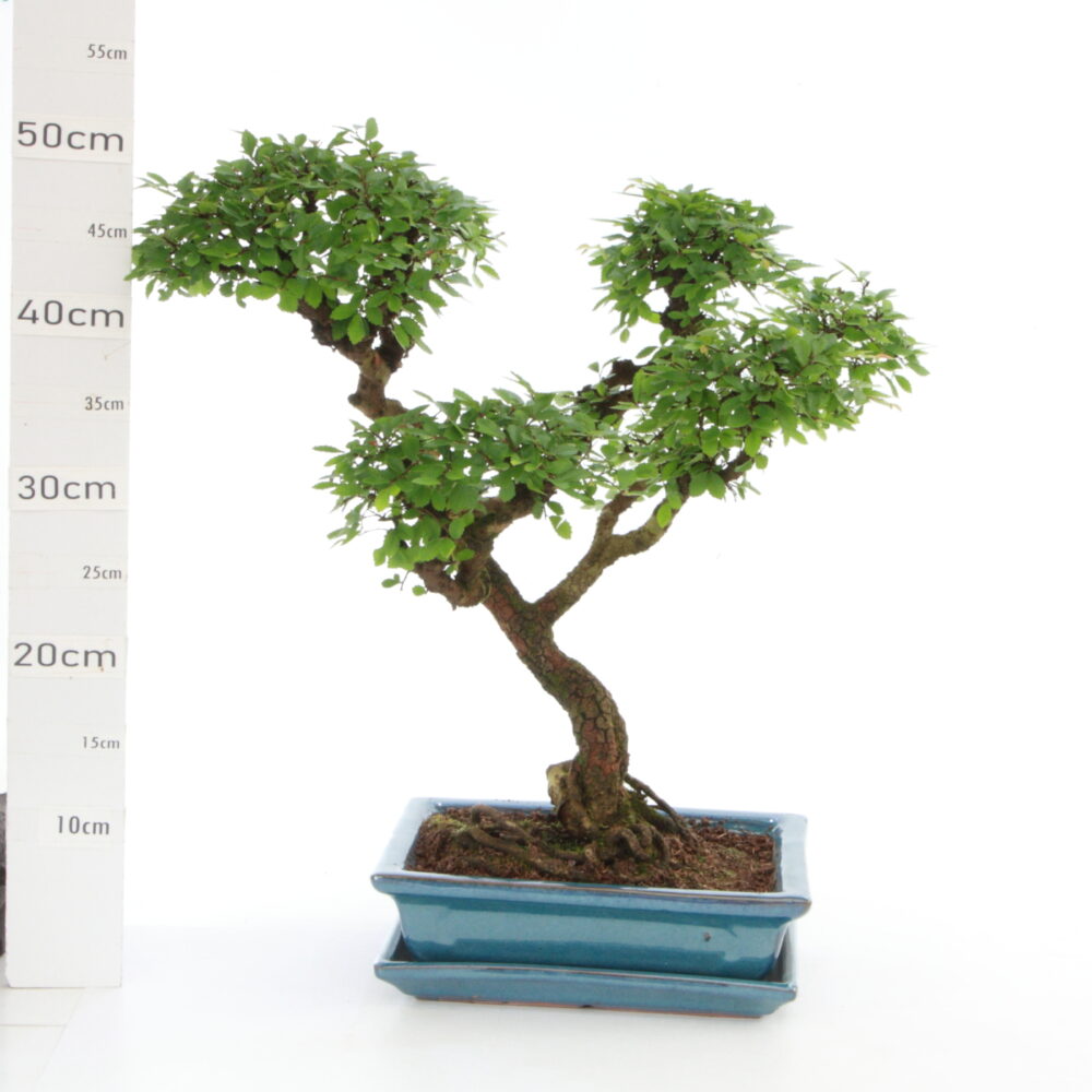 Zelkova chinensis M6.5