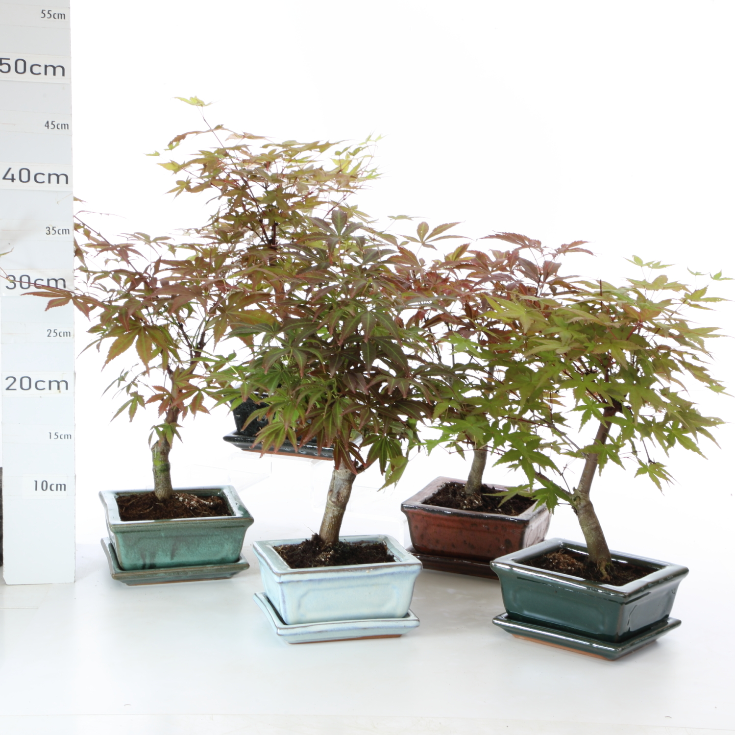 Acer palmatum M3.2 atro & desho pot 14cm+S