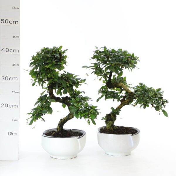 Carmona pot Menzen Ø 17 cm K4.2 sans souc