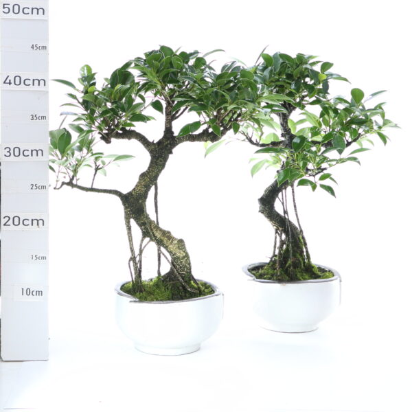 Ficus  K4.2 pot Menzen sans sc