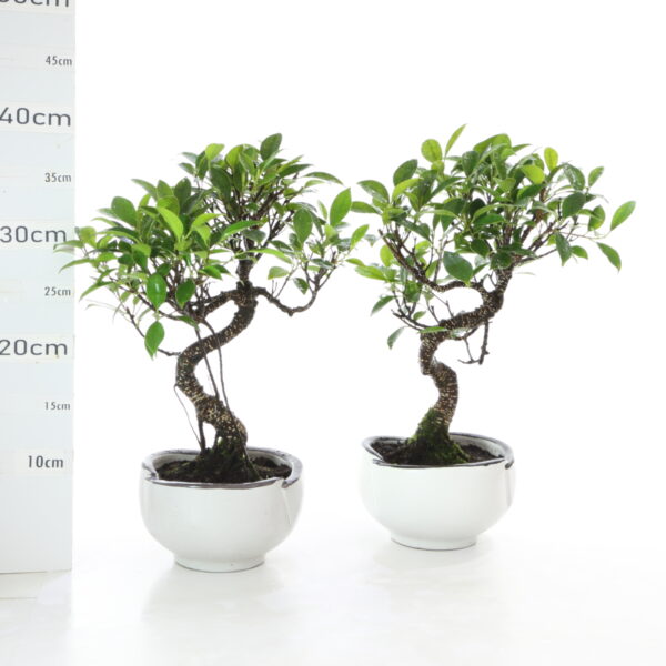 Ficus K3.5 pot Menzen sans sc