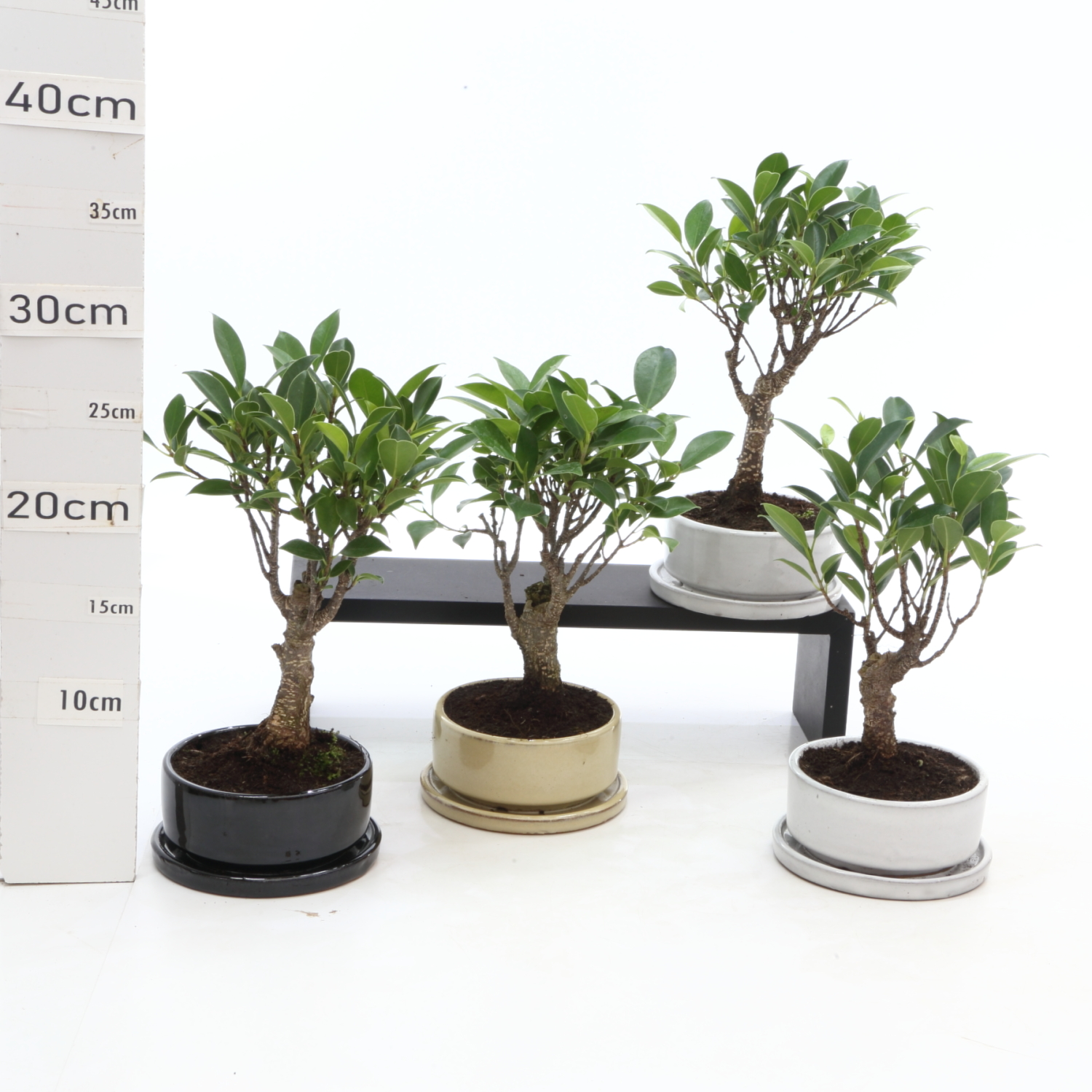 Ficus M1.2 pot Ruando+S