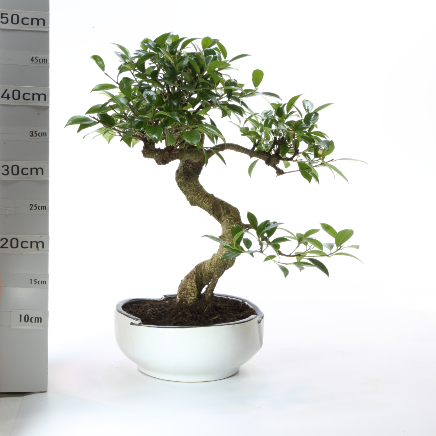 Ficus K6.5 pot Menzen sans sc