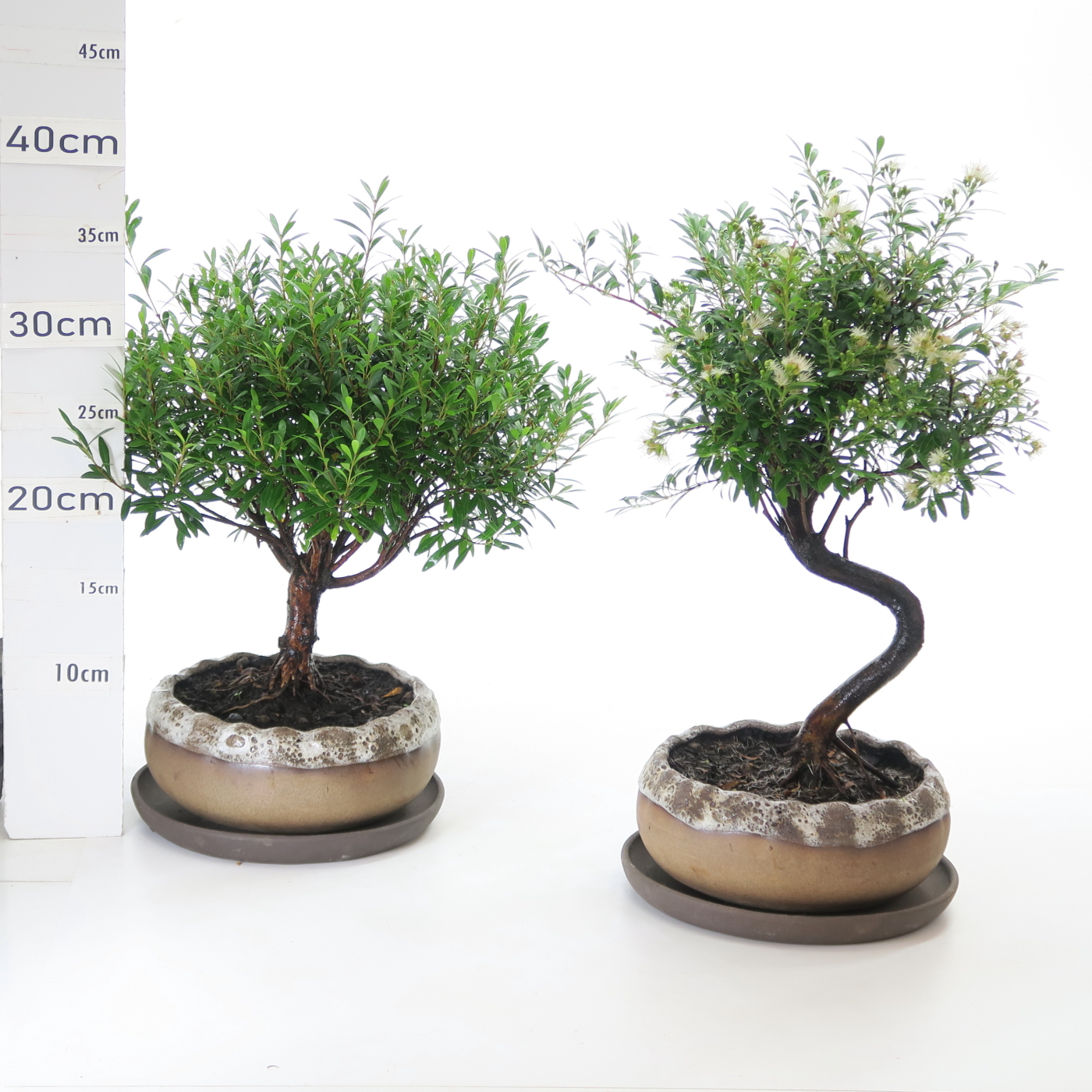 Myrte K3.5 pot Hana 17cm+S