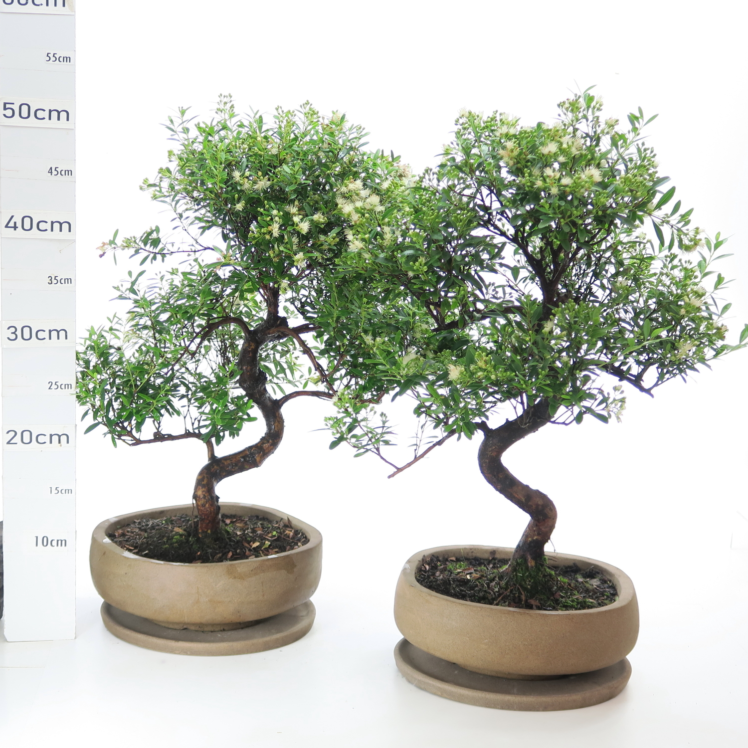 Myrte K5.5 pot Nendo 23cm+S