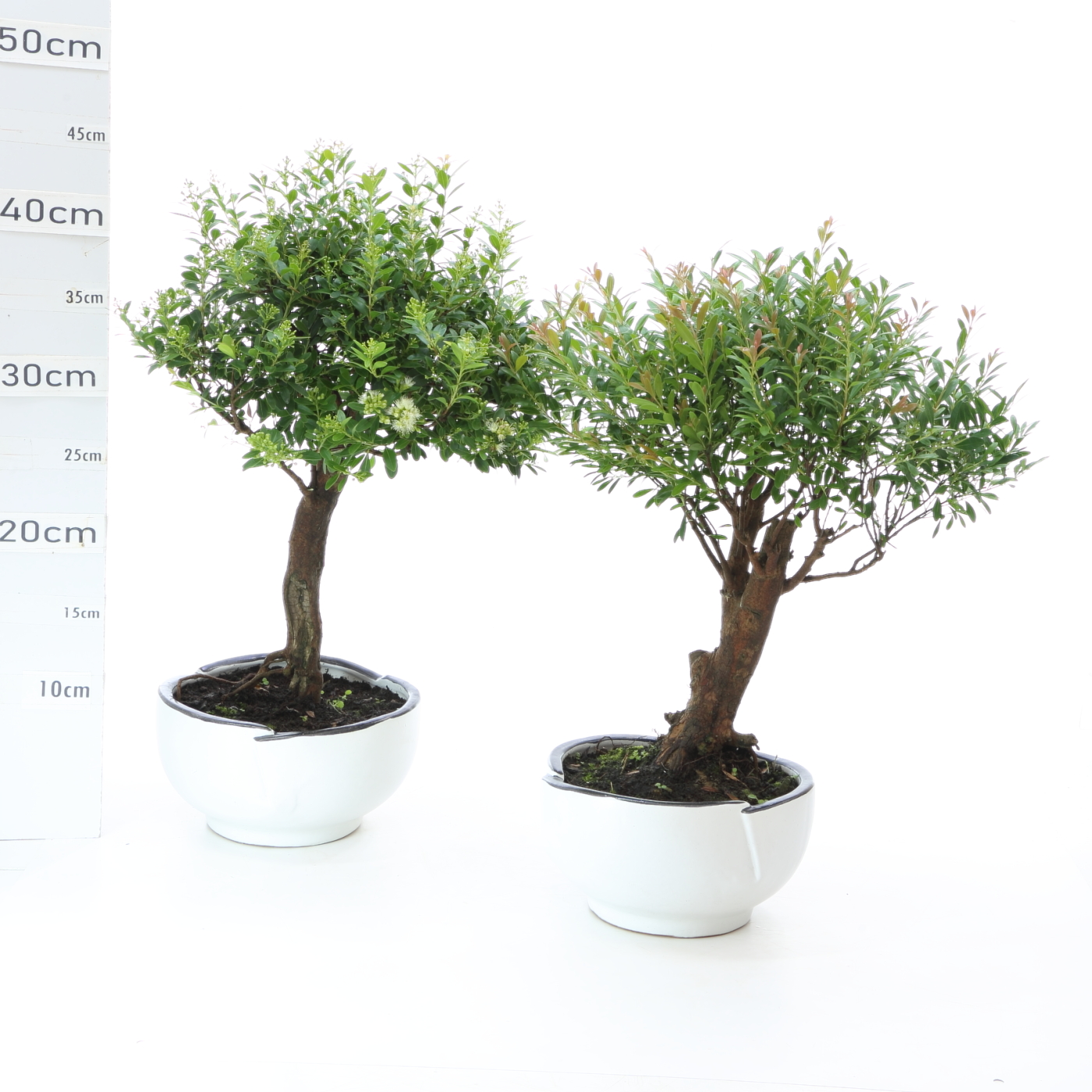 Myrte K3.7 pot Menzen 17 cm sans sc