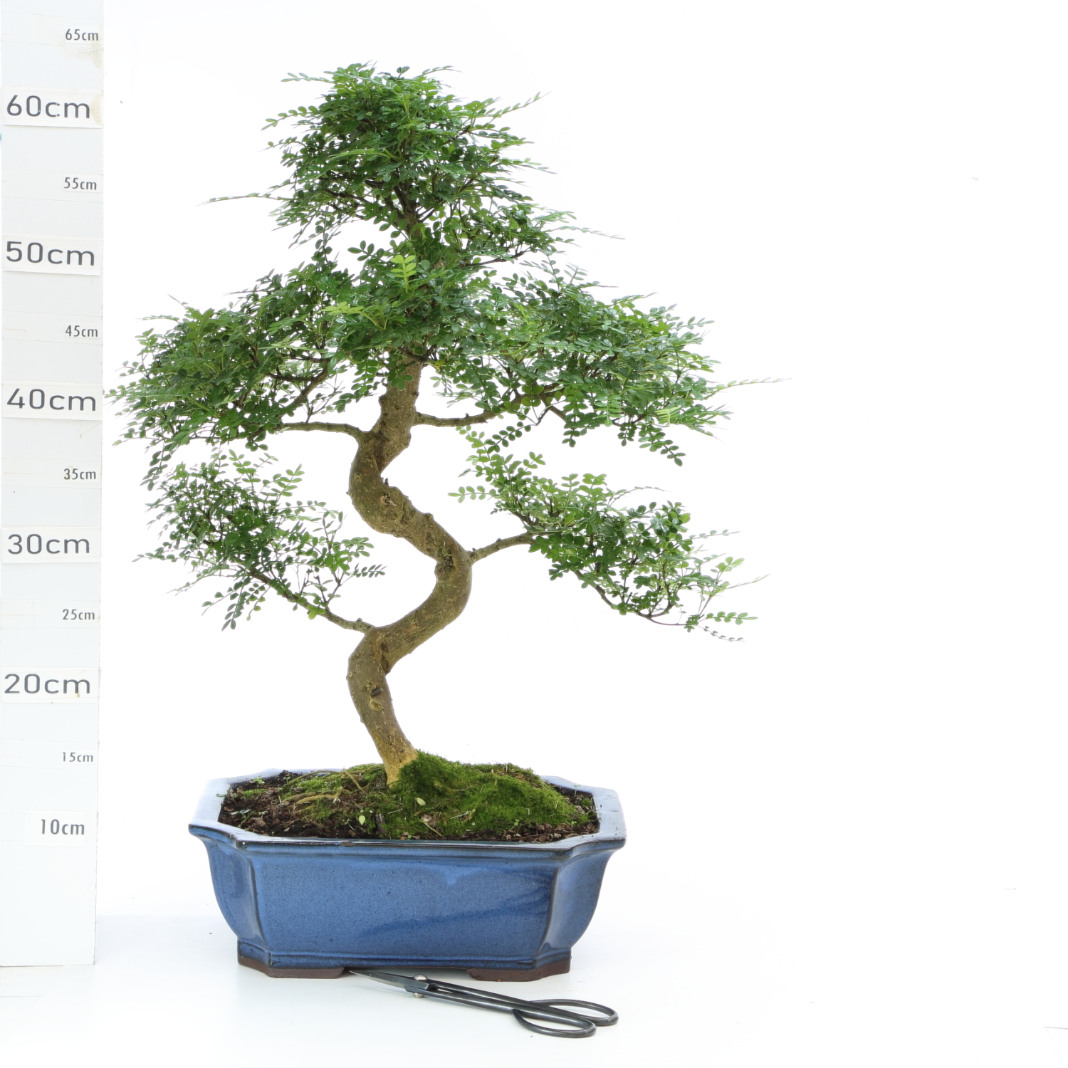 Poivrier M9 pot Yixing