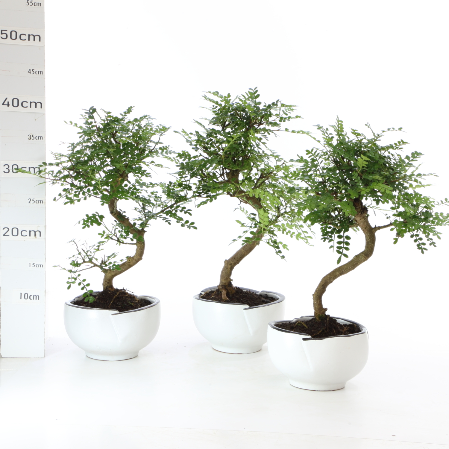 Poivrier K4.2 pot Menzen pot 15 cm sans sc