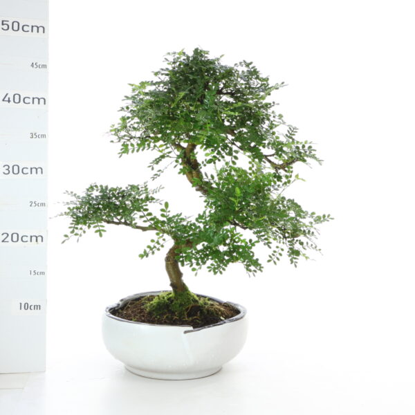 Poivrier K6.5 pot Menzen sans sc